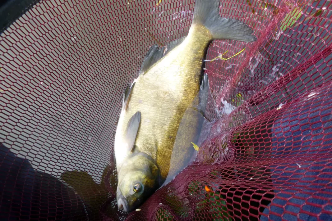 Brassen vom Hausgewässer