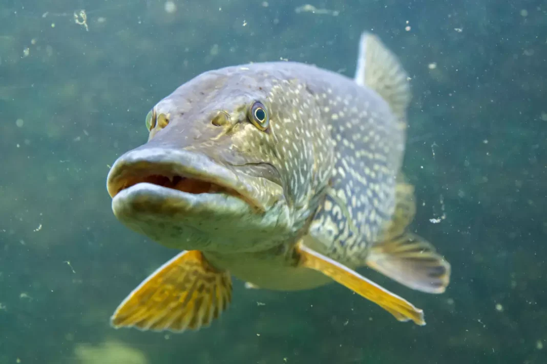 Hecht (Esox lucius)
