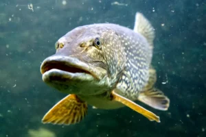 Hecht (Esox lucius): Fischkunde, Steckbrief und Informationen zum Spitzenjäger