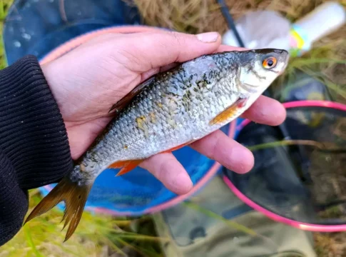 Hecht greift Setzkescher an