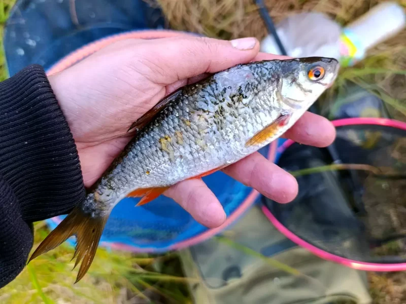 Hecht greift Setzkescher an