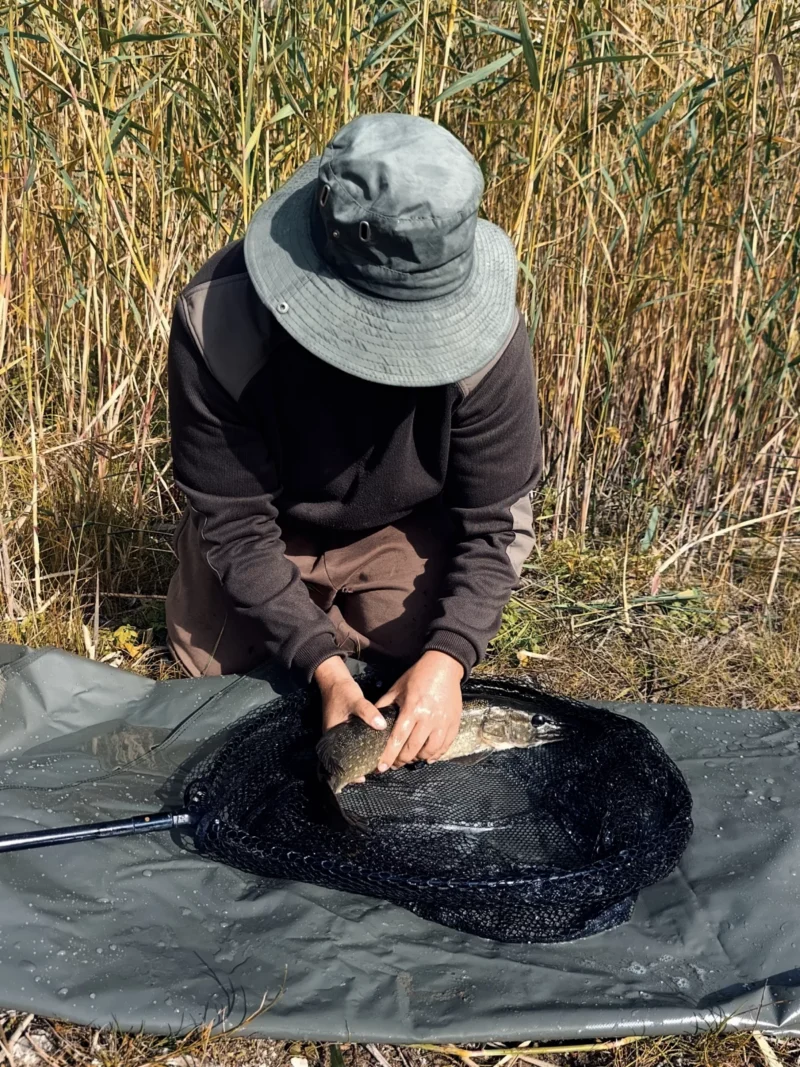 gefangener Hecht mit Pose am kleinen See im Oktober auf der Abhakmatte