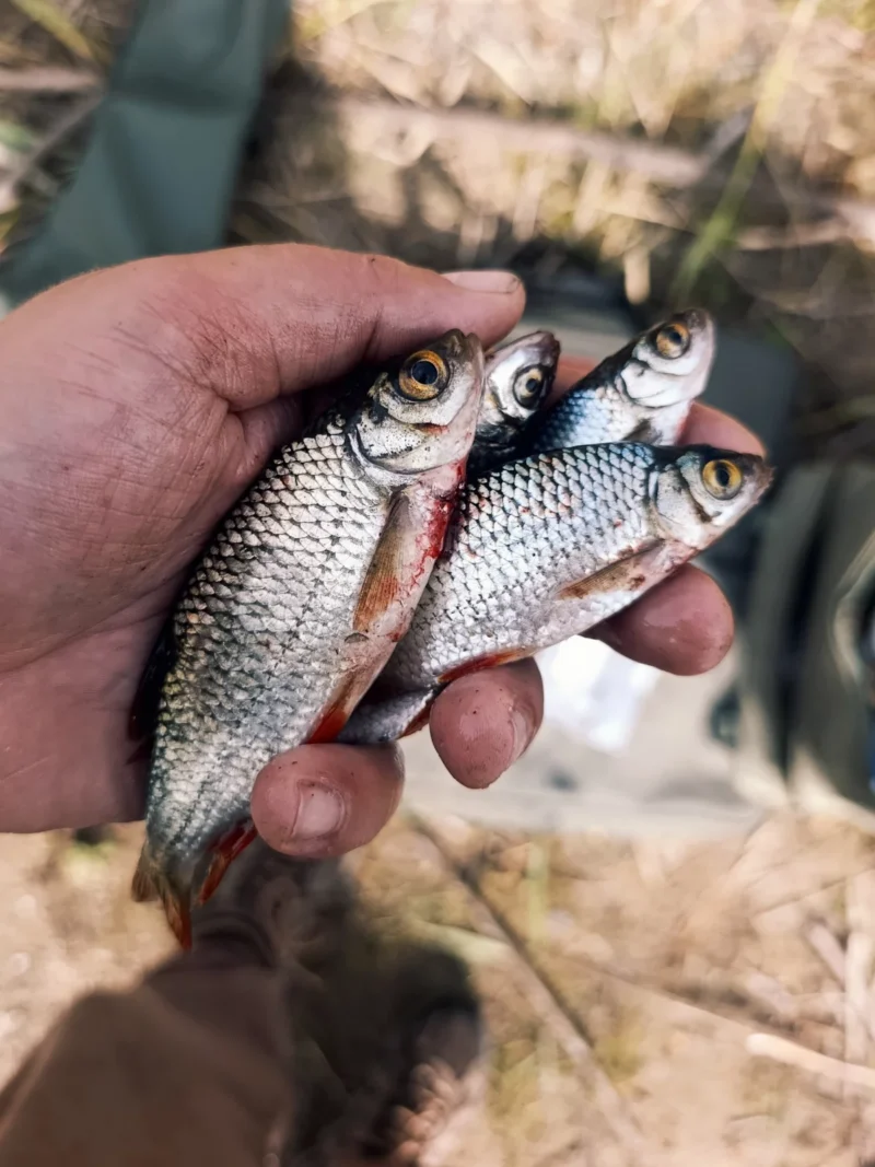 frisch gefangene Rotfedern als Köderfische im Oktober
