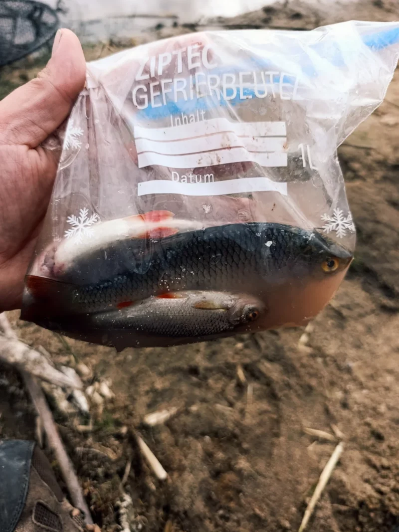 Köderfische in einem Frischhaltebeutel