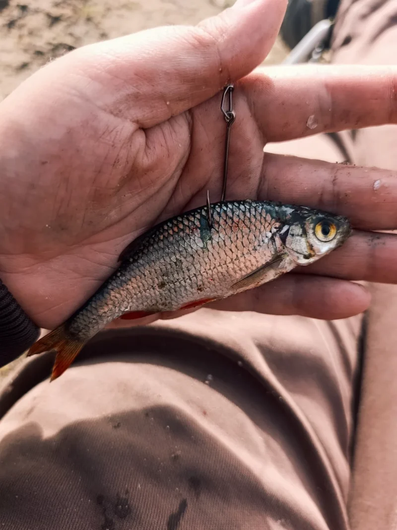 tote Rotfeder als Köderfisch mit 2/0 Einzelhaken im Rücken
