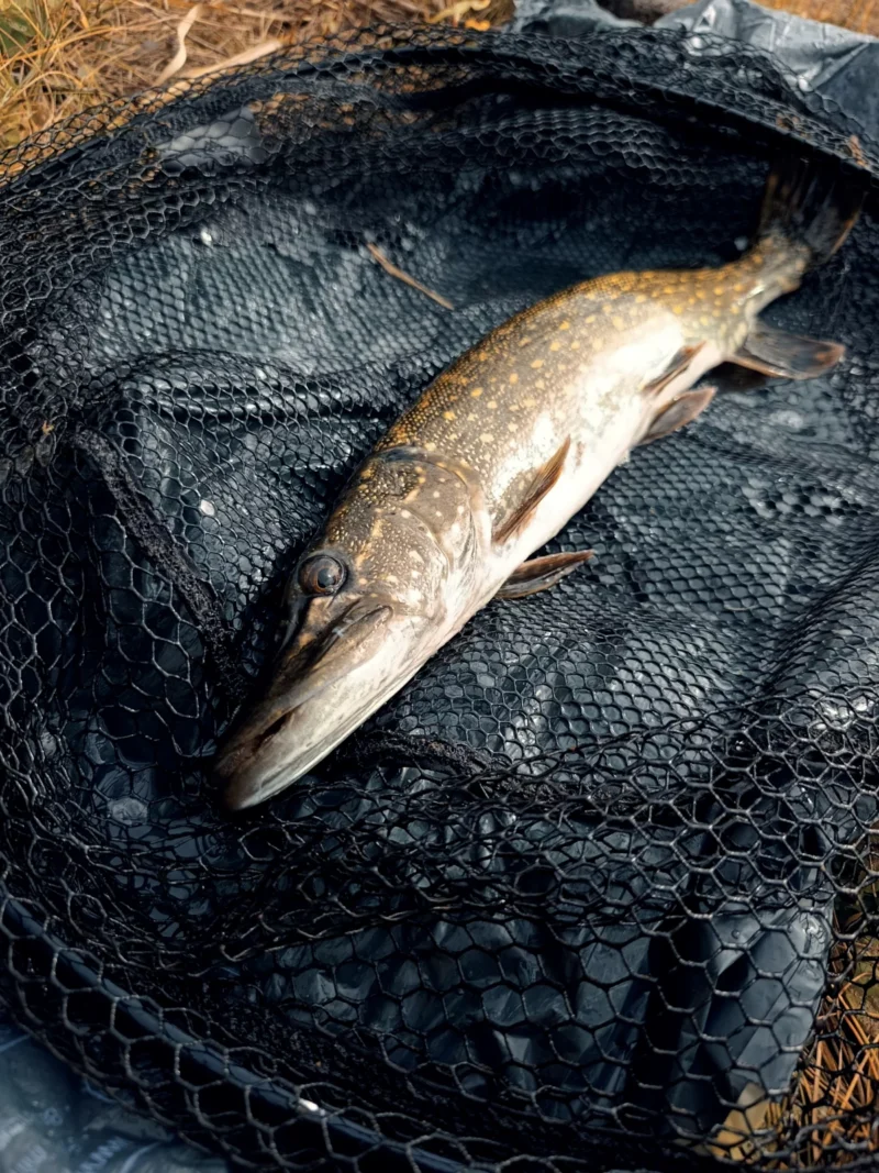 Hecht gefangen mit Köderfisch und Pose am kleinen See im Oktober