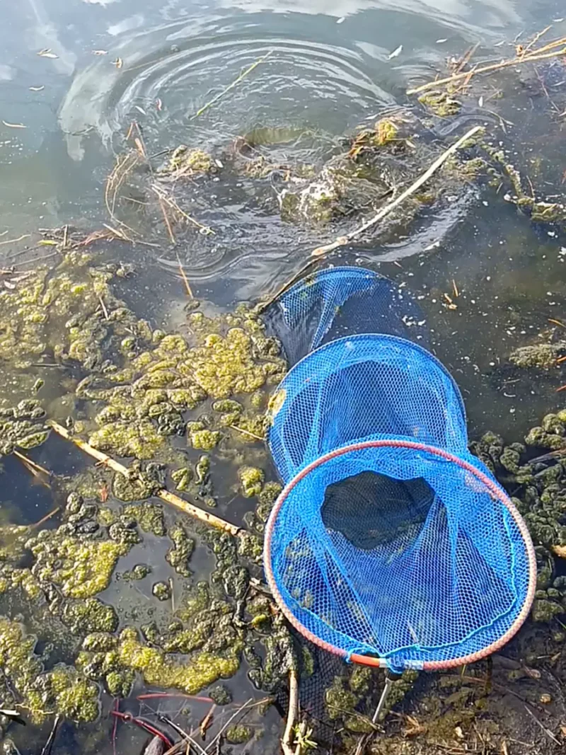 Hecht beißt in einen Setzkescher beim Angeln