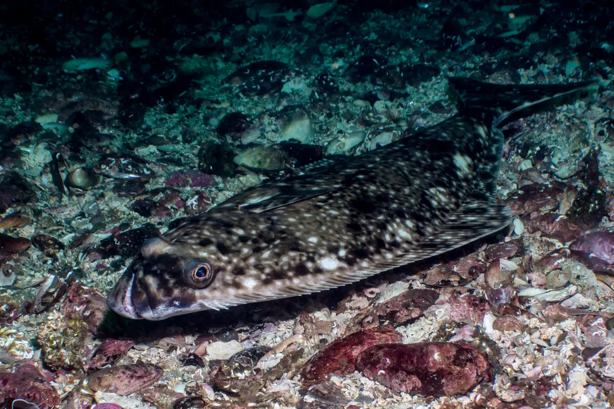 Weißer Heilbutt (Hippoglossus hippoglossus)