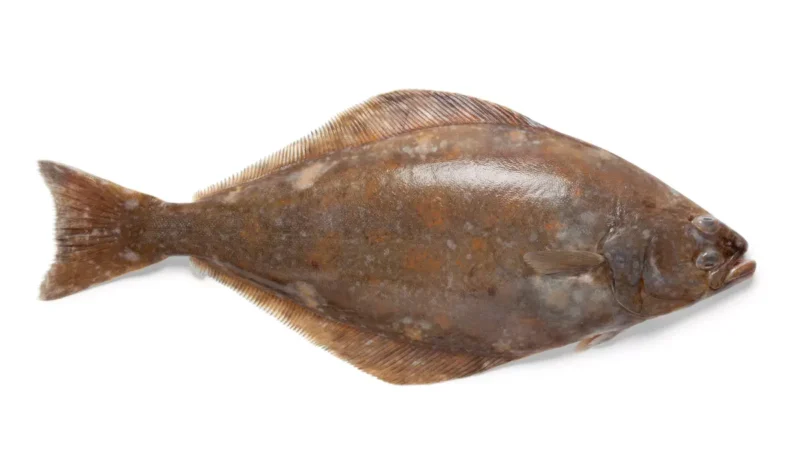Steckbrief Weißer Heilbutt (Hippoglossus hippoglossus)