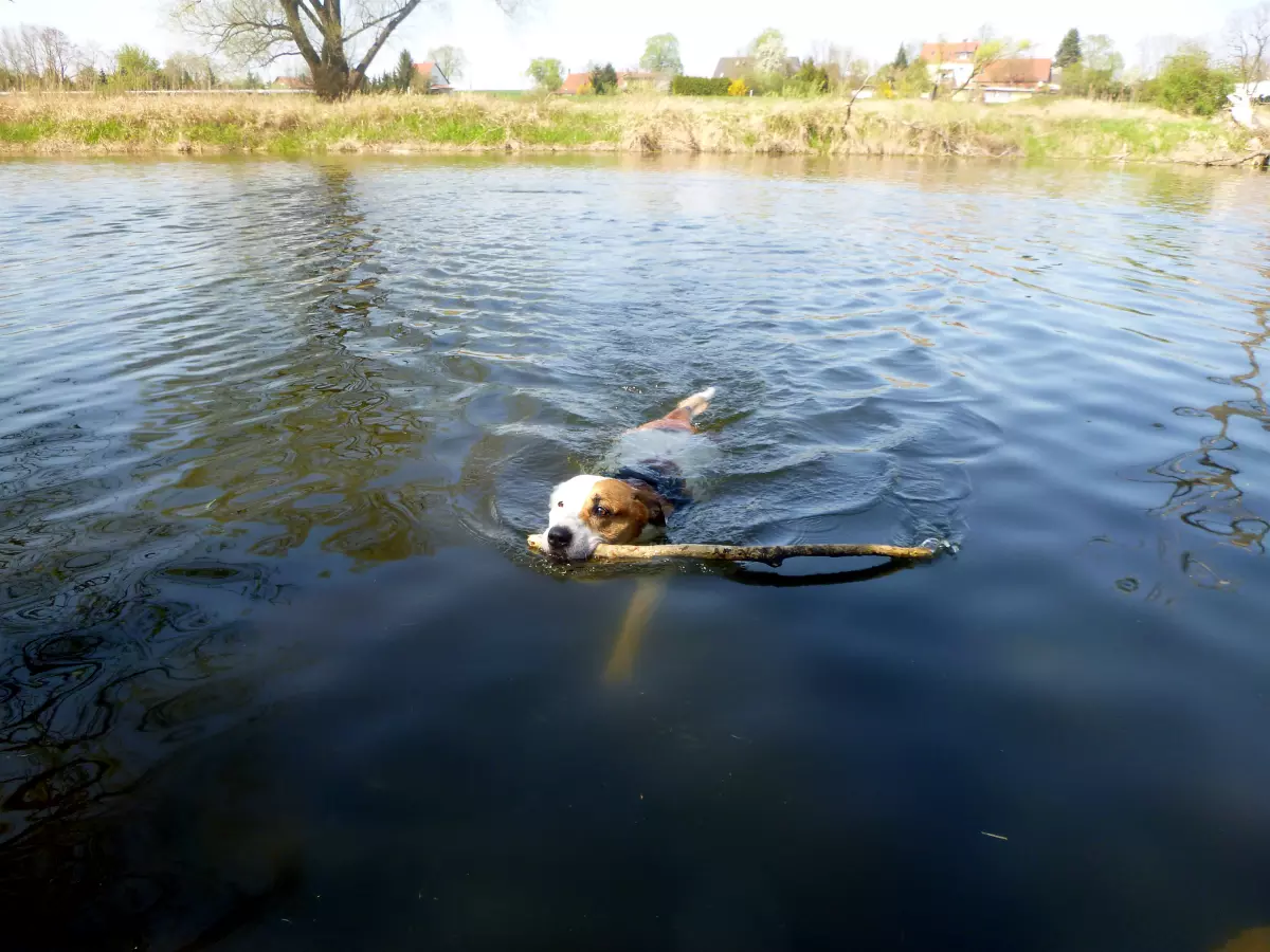 Hund schwimmt im Angelsee mit Stock im Maul