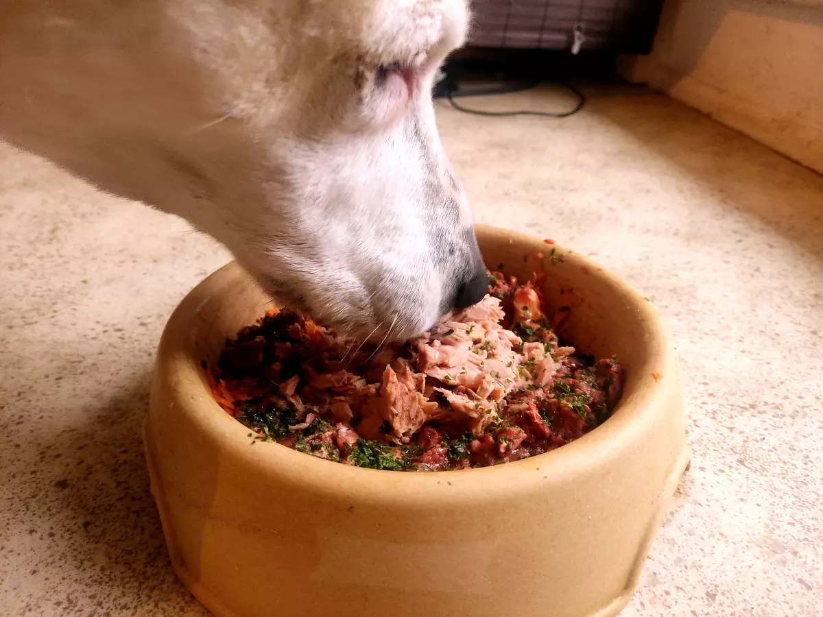 Hund mit Thunfisch im Barf Futter beim Essen