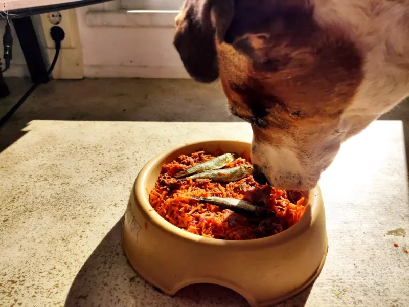 Hund frisst Sprotten im Barf