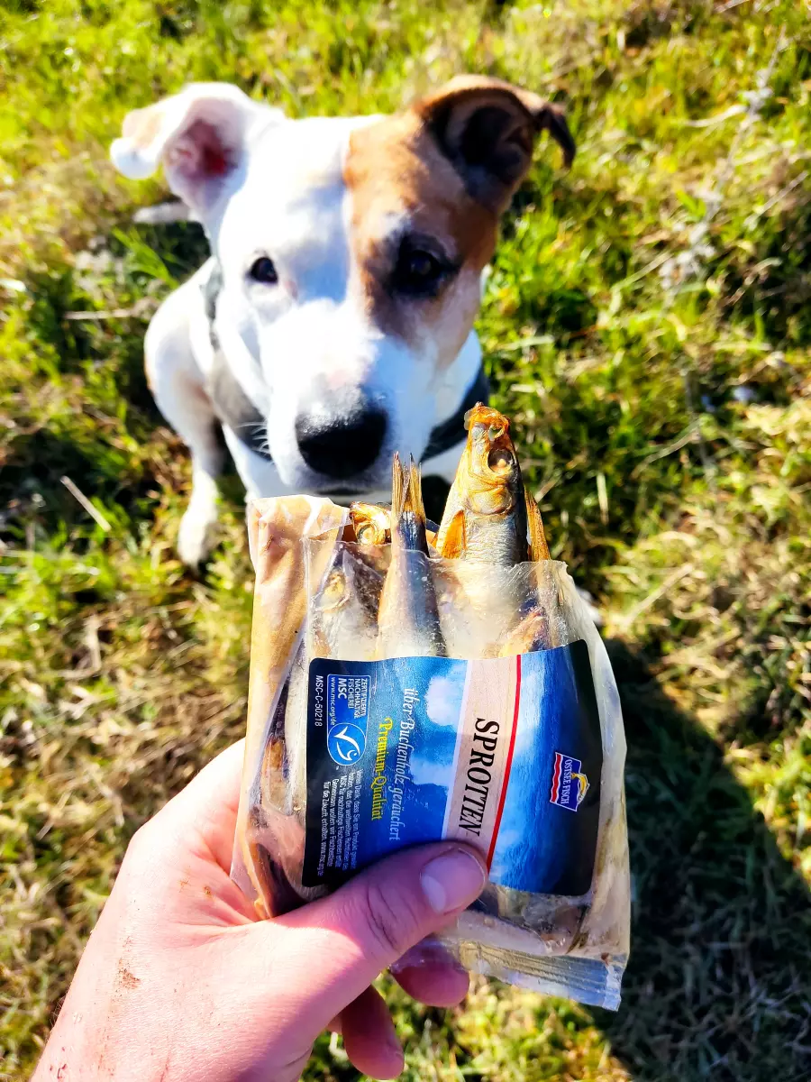 Hund darf geräucherte Sprotten als Snack essen