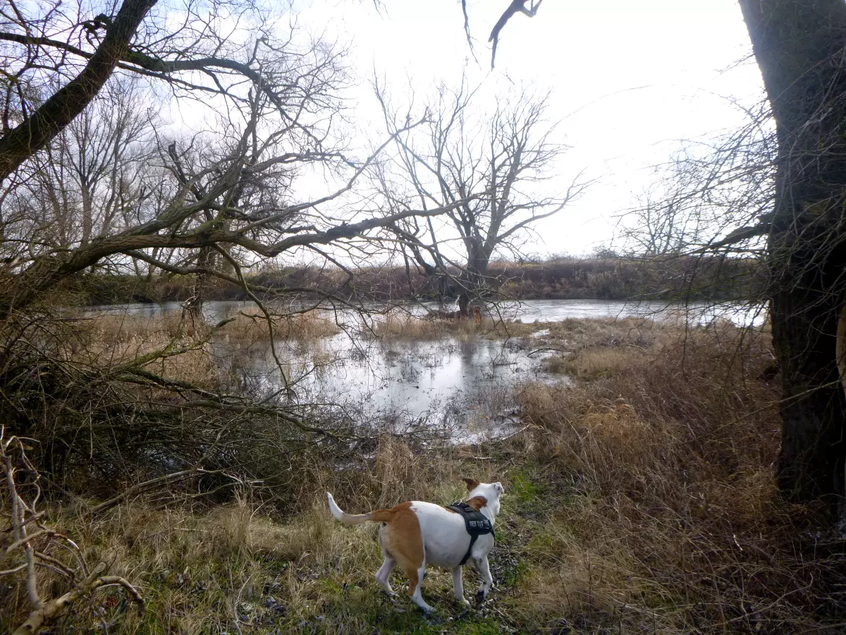 Hund bei der Erkundung von neuem Angelgewässer