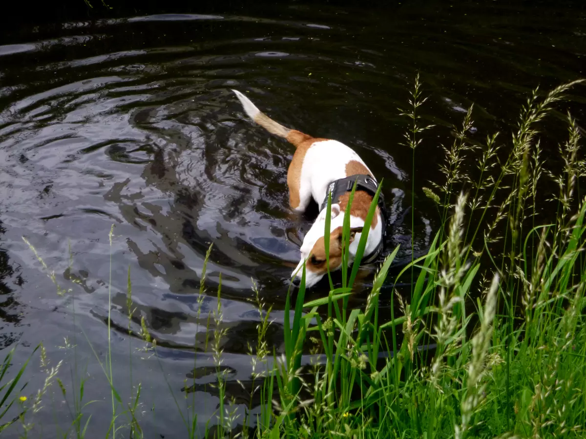 Hund lotet beim Angeln am Graben