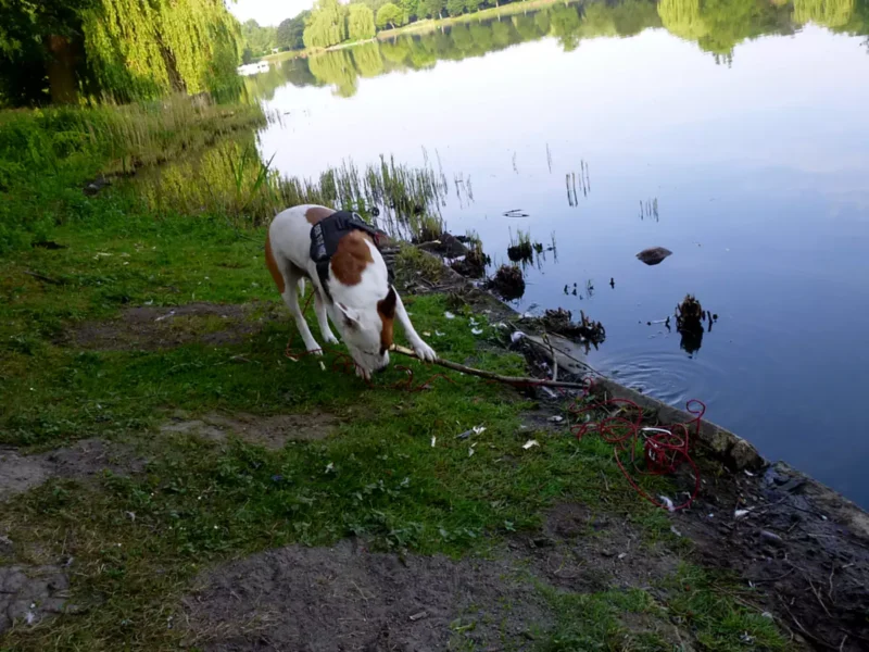 Hund mit Laufleine am Angelplatz