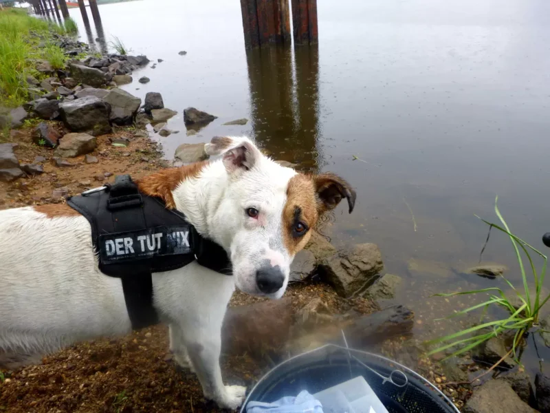Nasser Hund nach Wolkenbruch beim Angeln