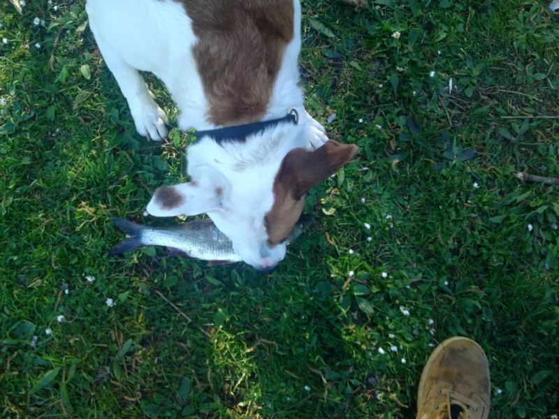 Hund frisst rohen Fisch mit Gräten