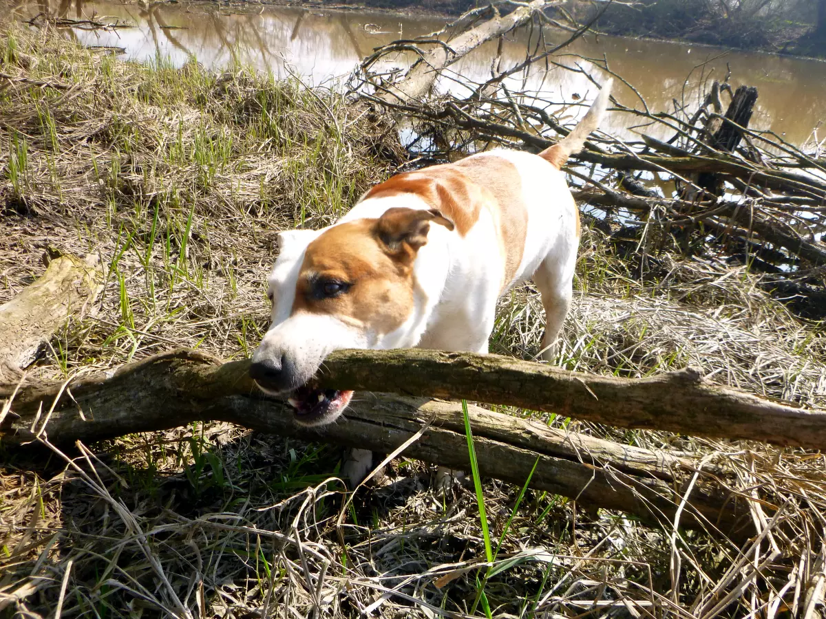 spielender Hund beim Ansitzangeln