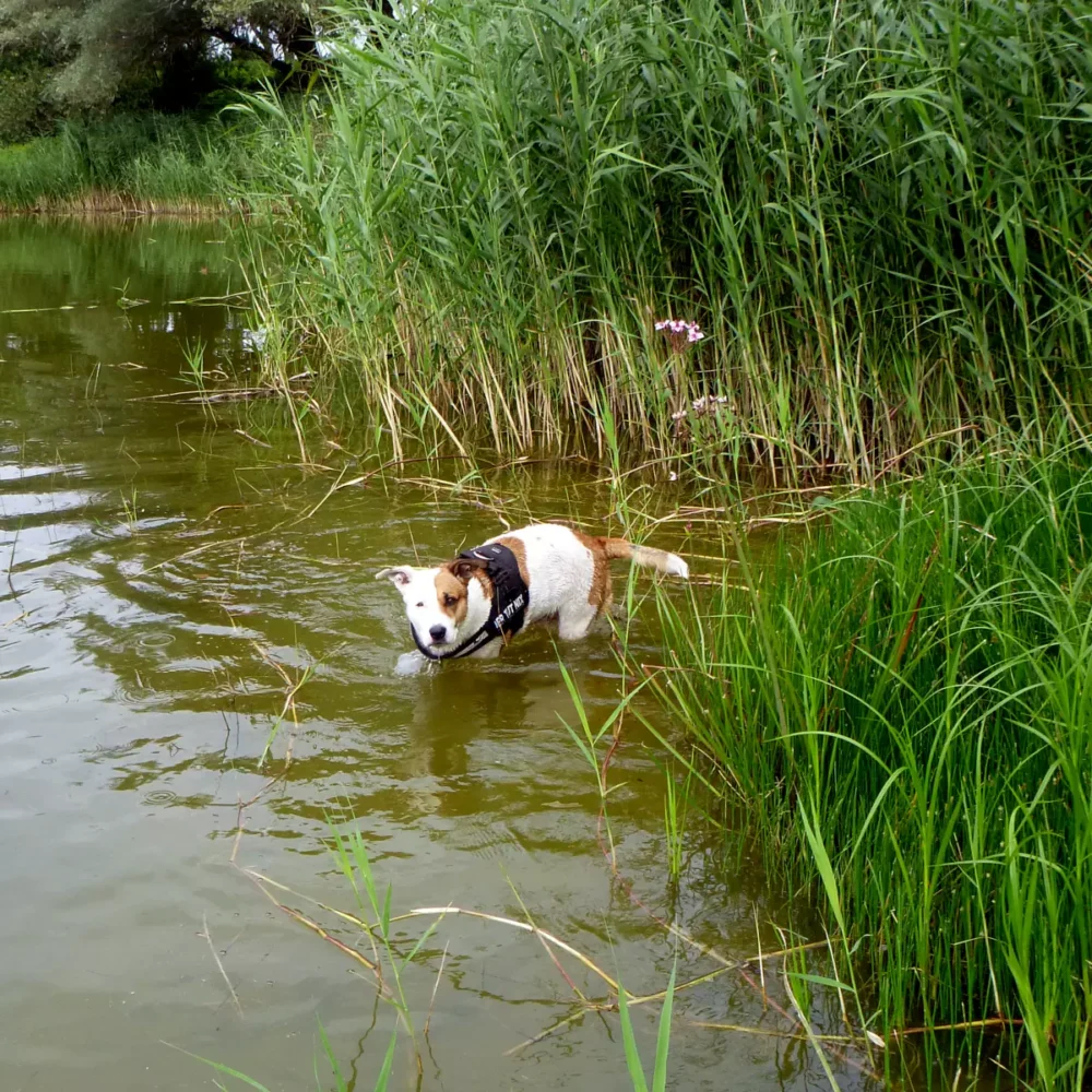 Hund spielt am neuen See