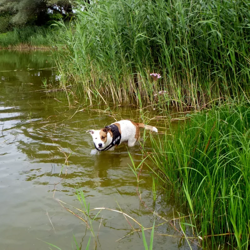 Hund spielt am neuen See