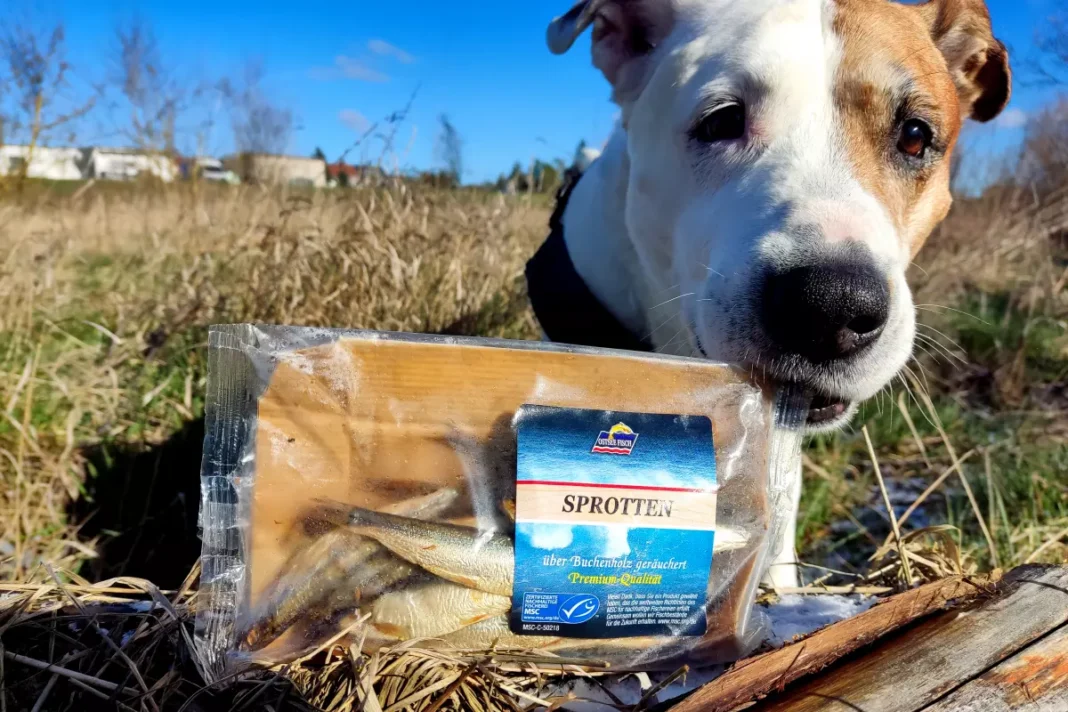 Dürfen Hunde Sprotten essen