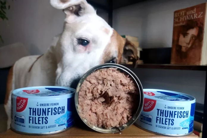 Dürfen Hunde Thunfisch essen?