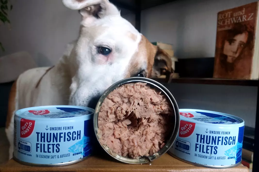 Dürfen Hunde Thunfisch essen?
