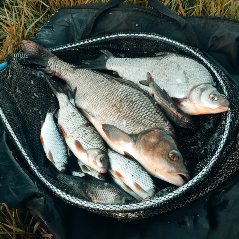 großer Aland und Rotaugen gefangen beim Posenangeln mit Instandnudeln am kleinen Fluss
