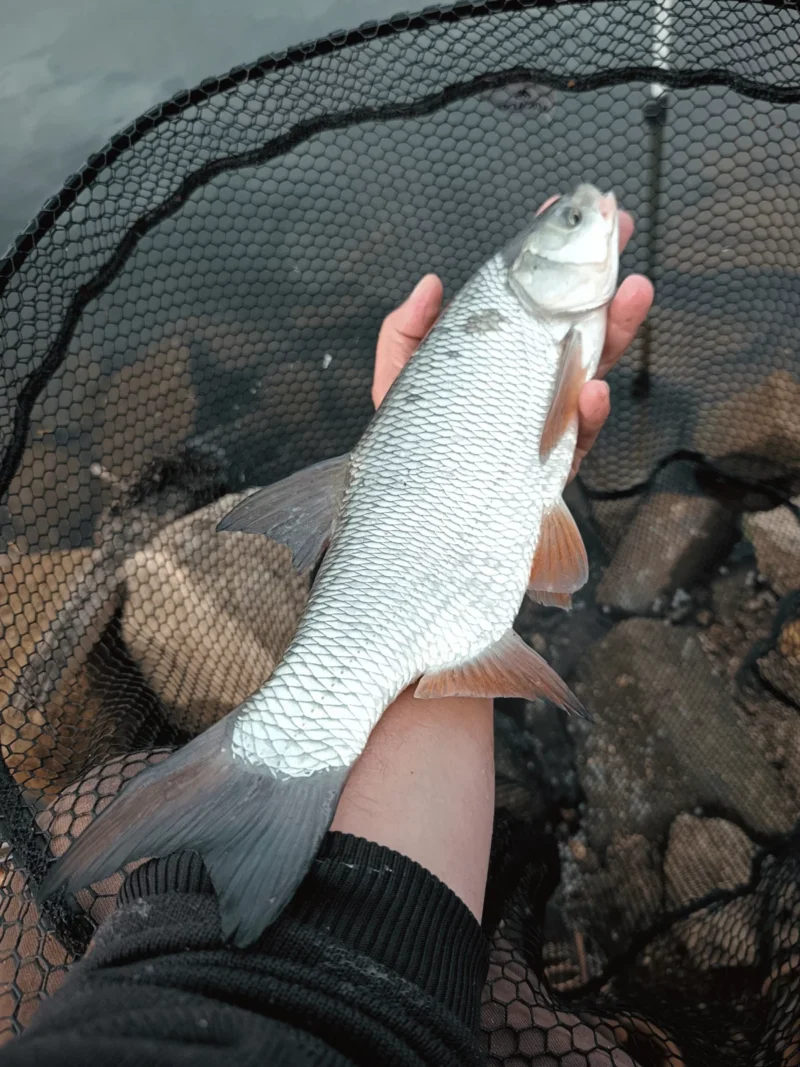 Rapfen Aland Hybrid