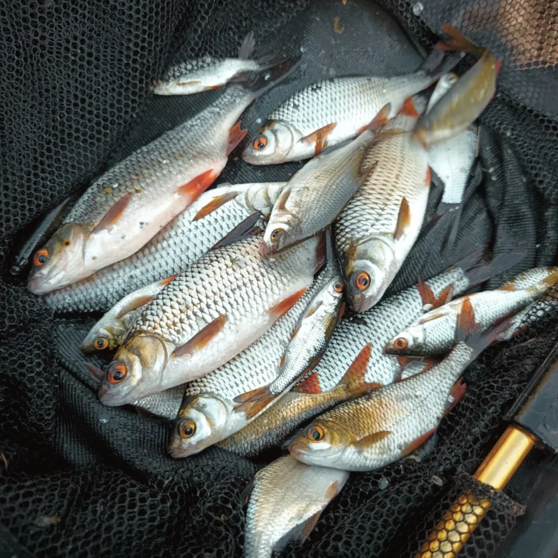 Weißfische in einem Kescherkopf