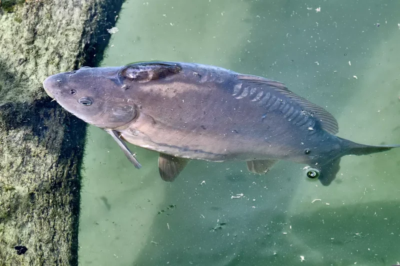 Friedfisch sucht mit seinen Barten nach Nahrung