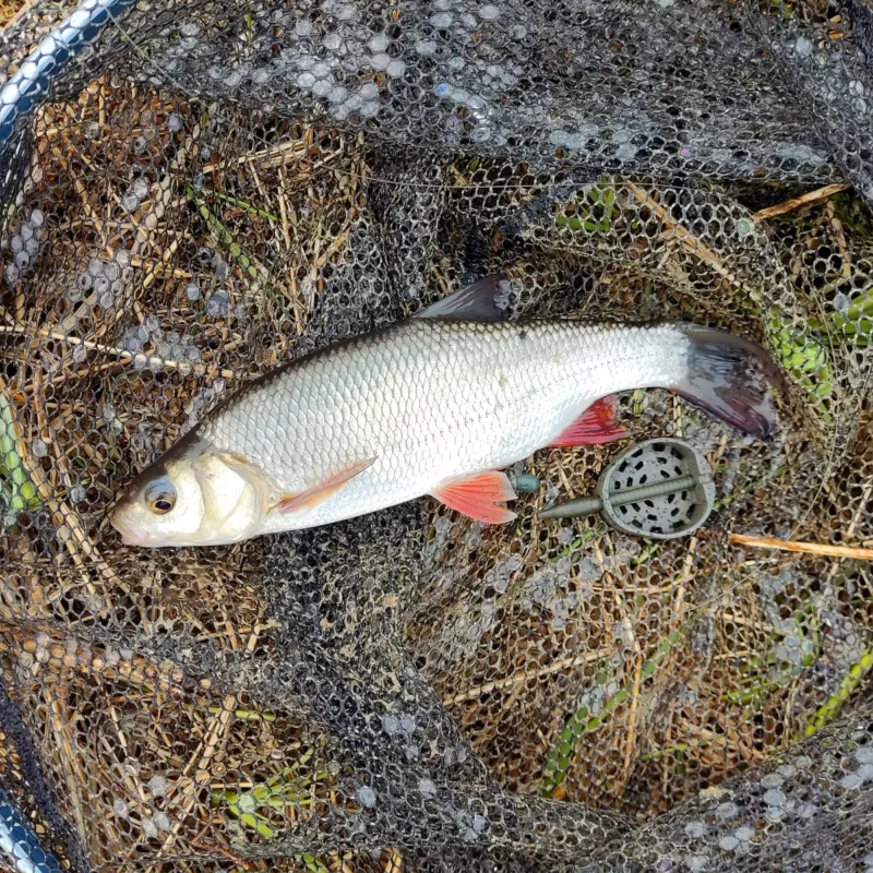 kleiner Aland neben einem Hybrid Feeder im Kescher