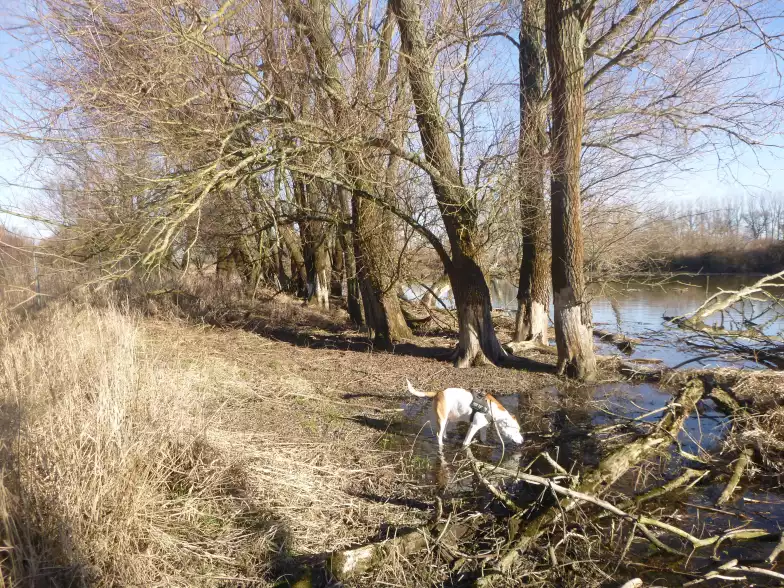 Angeln am kleinen Fluss im unwegsamen Gelände zwischen Totholz