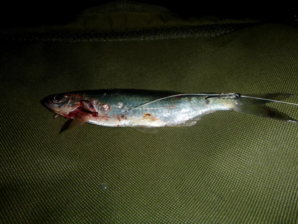 Ukelei als Köderfisch montiert am Drilling mit Einzelhaken
