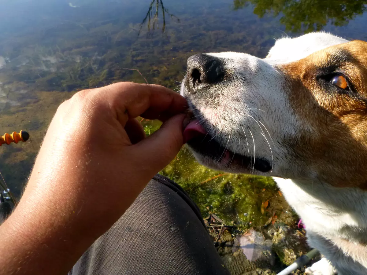 Hund frisst Leckerlie beim Angeln