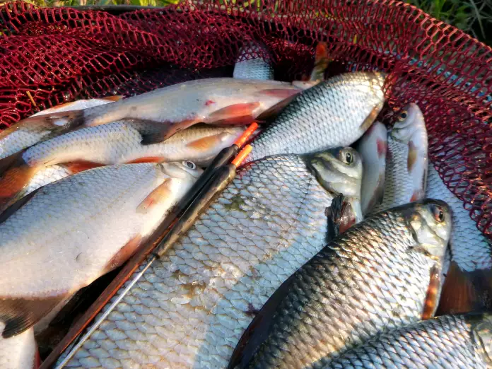 gefangene Friedfische mit feinen Posen im Winter