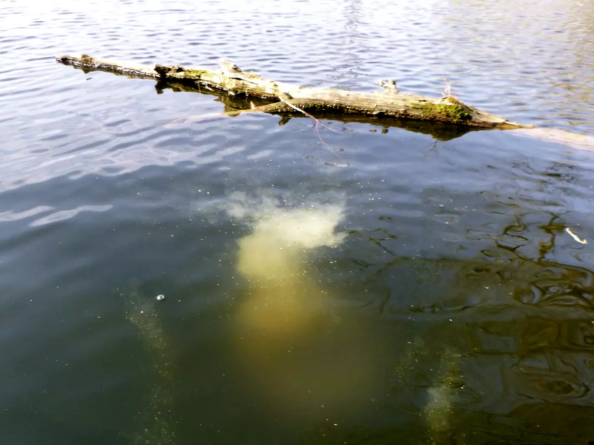 Futterwolke beim Angeln am See mit Maismehl