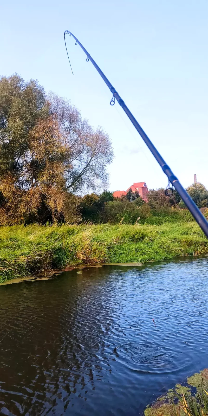 Matchrute, Pose und Brasse beim Posenangeln am Fluss