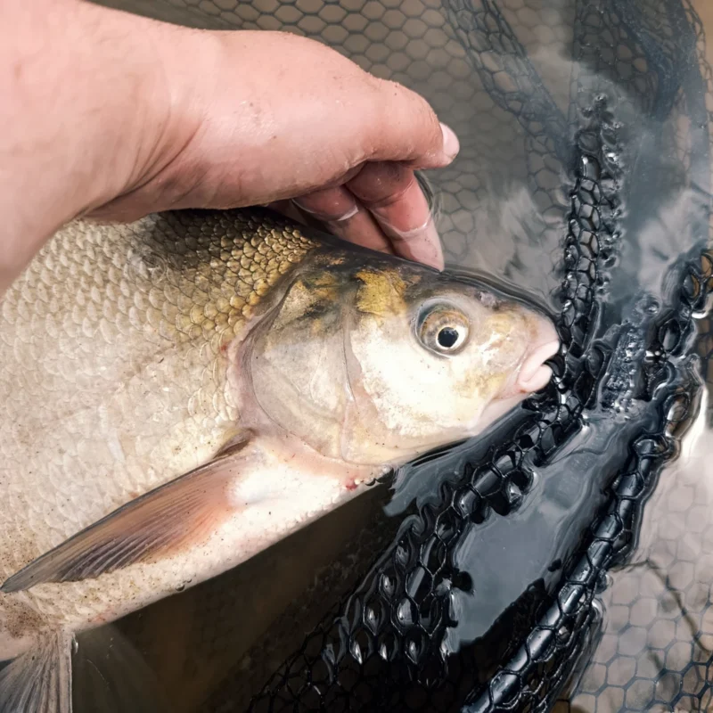 kapitale Brasse gefangen mit Method Feeder Doppeldecker
