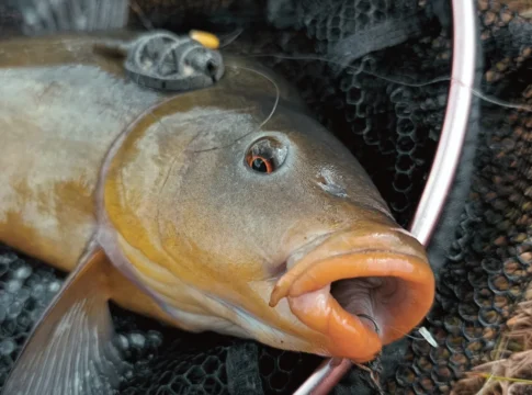Method Feeder Köder im Sommer