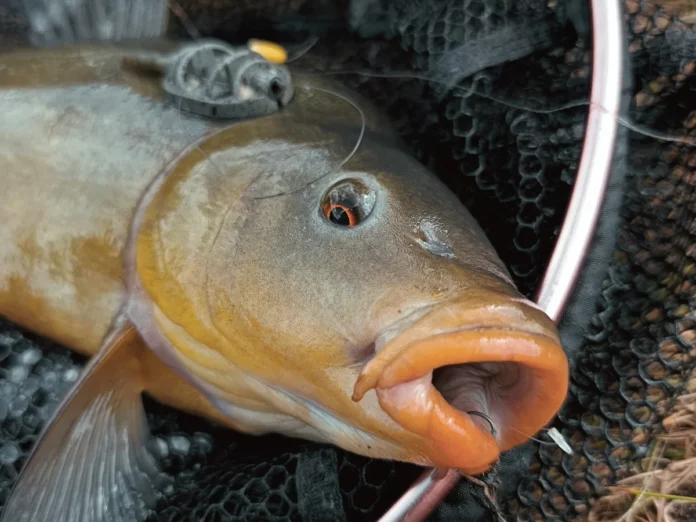 Method Feeder Köder im Sommer
