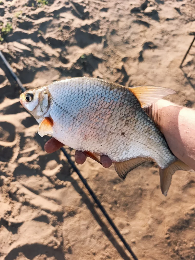 gefangene Güster beim Method Feedern am Fluss im Sommer