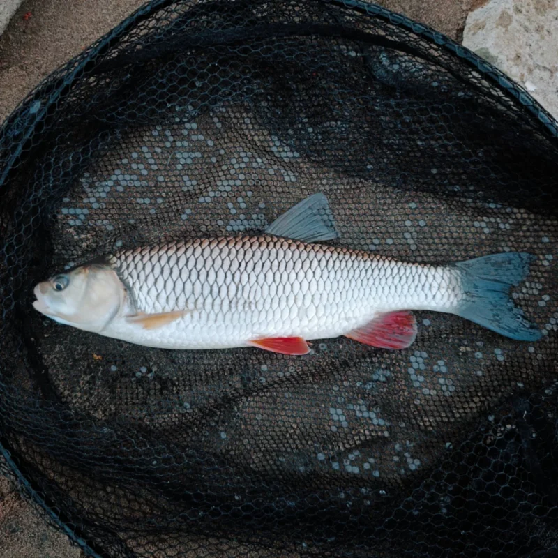 Döbel vom Method Feedern an der Elbe