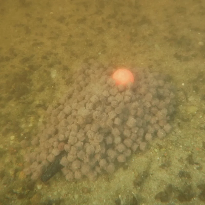 Method Feeder Unterwasser Aufnahme von Pellets und Futter