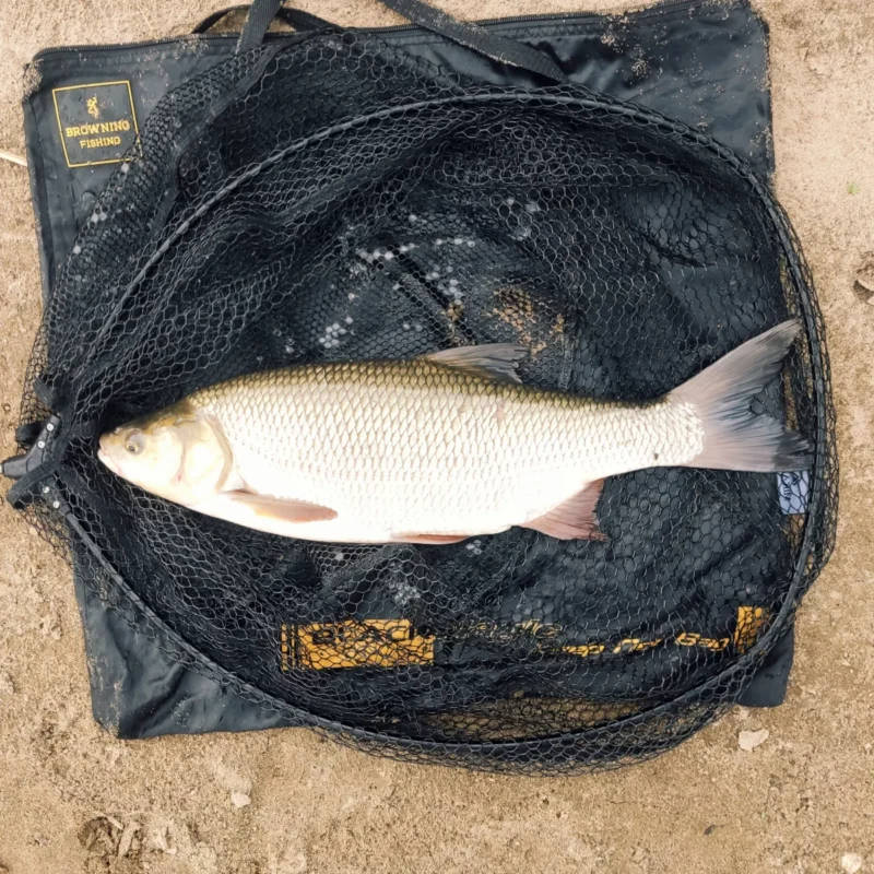 gefangener Rapfen beim Method Feedern