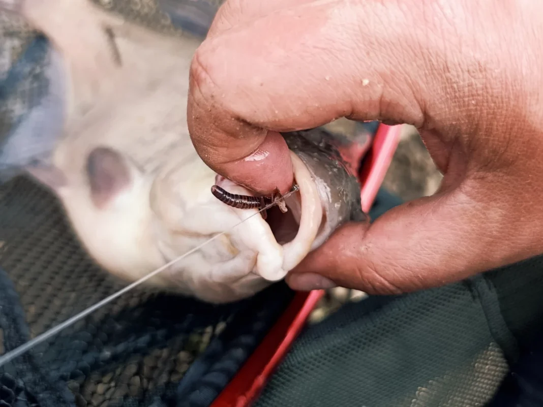 Method Feedern an der Elbe im Flachwasser