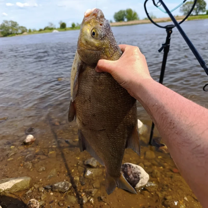 dritte gefangene Brasse beim Method Feedern im Flachwasser an der Elbe