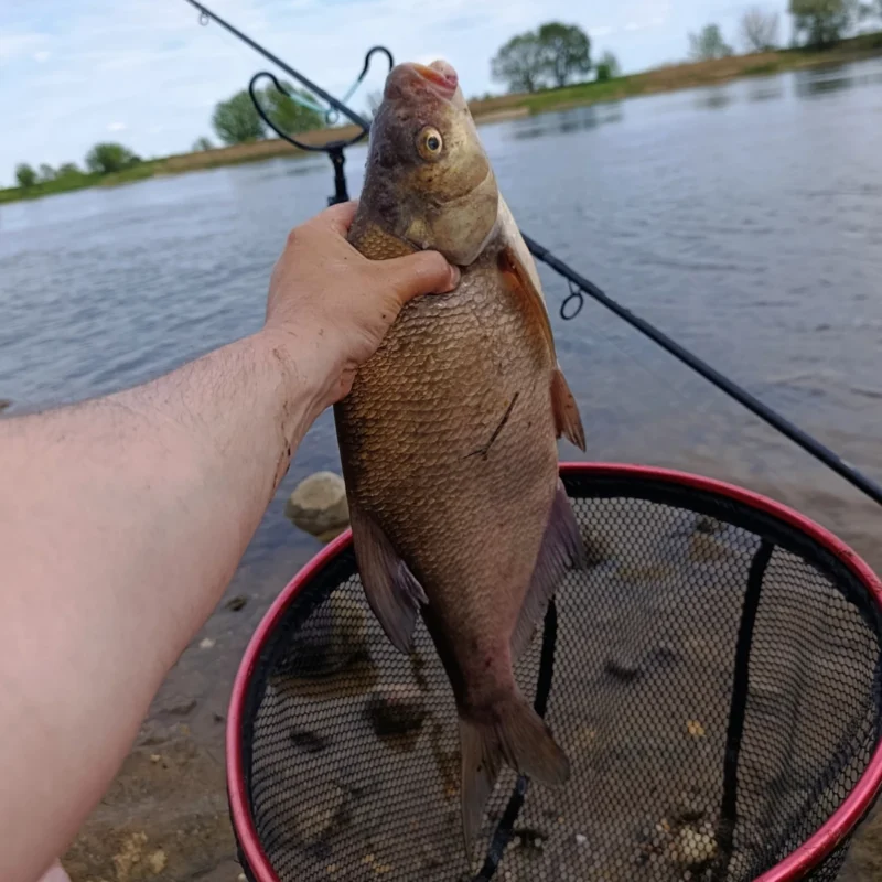 Brasse Nummer 9 vom Method Feedern an der Elbe