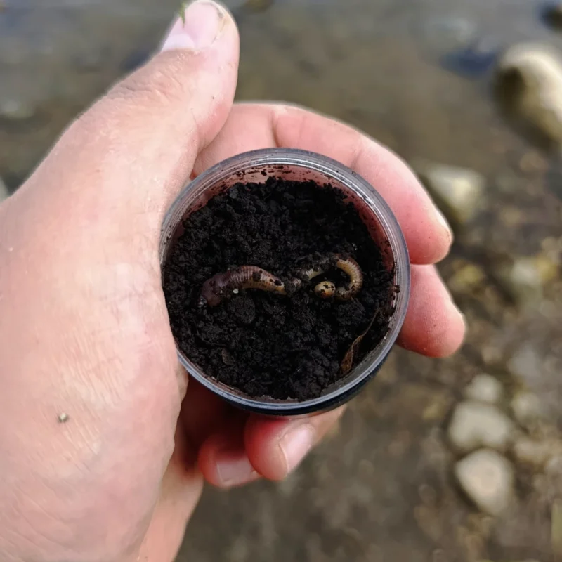 Wurm in einer Köderdose